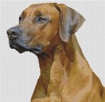 (image for) Rhodesian Ridgeback